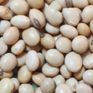 Soyabean seed, GRADE 1